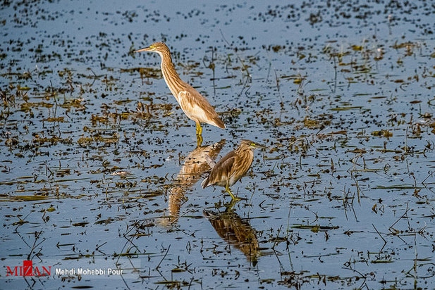 خشکسالی در کمین مازندران