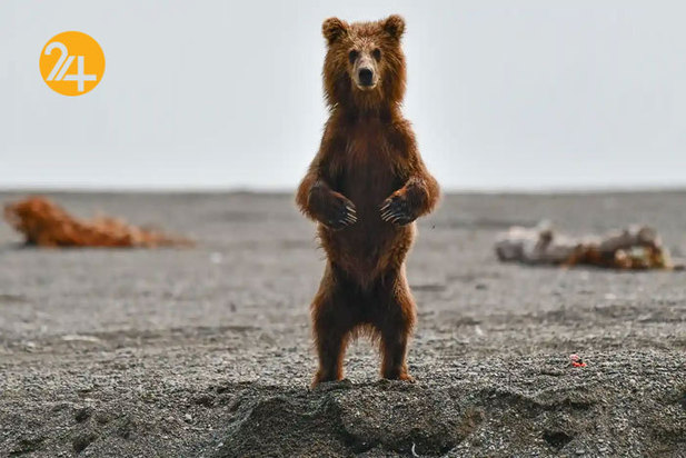 تصاویر جالب از حیات وحش