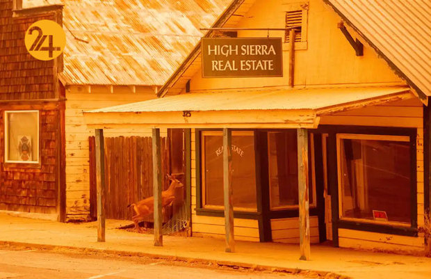 تصاویر جالب از حیات وحش