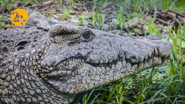 تصاویر جالب از حیات وحش