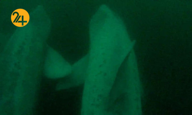 تصاویر جالب از حیات وحش