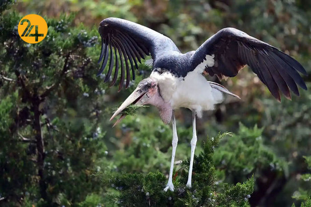 تصاویر جالب از حیات وحش