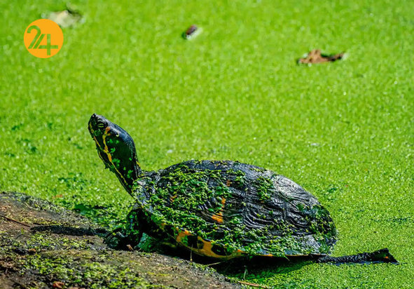 تصاویر جالب از حیات وحش