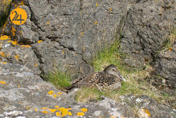 تصاویر جالب از حیات وحش