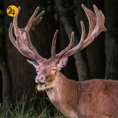 تصاویر جالب از حیات وحش