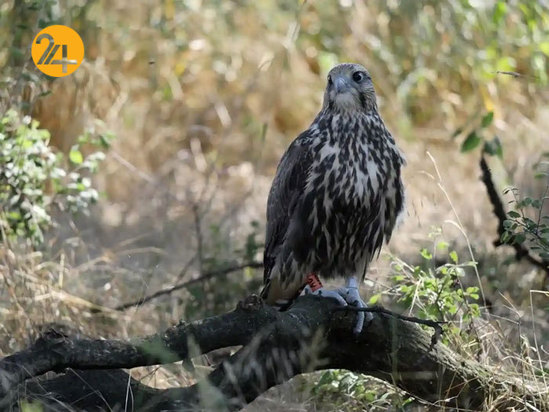 تصاویر جالب از حیات وحش