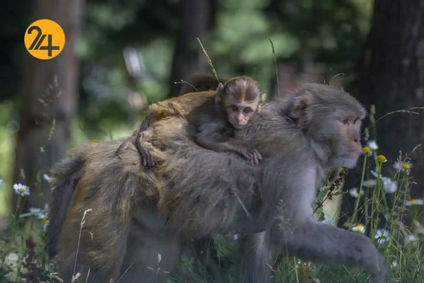 تصاویر جالب از حیات وحش