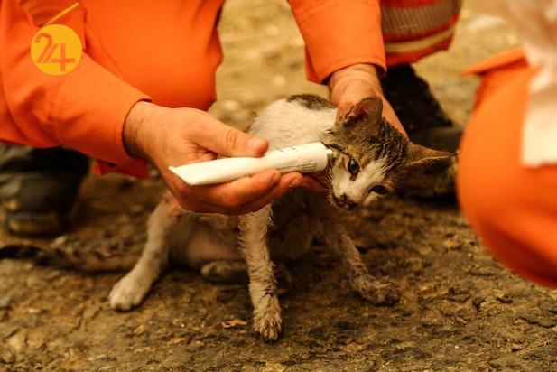 حیوانات سوخته در جنگل‌های ترکیه