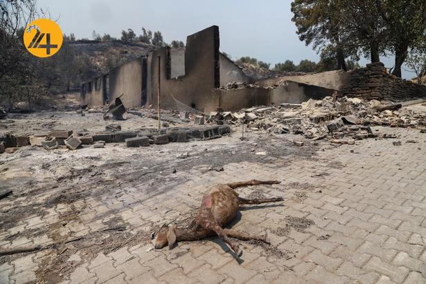 حیوانات سوخته در جنگل‌های ترکیه