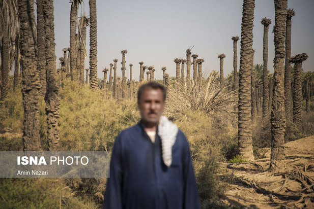 تشنگی نخل‌های شادگان