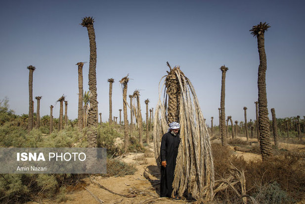 تشنگی نخل‌های شادگان