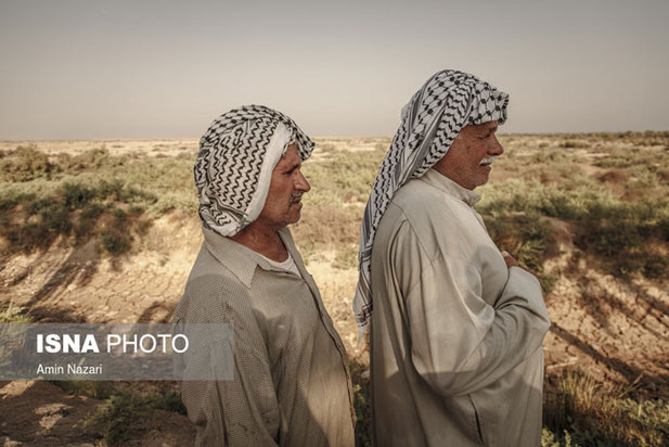 تشنگی نخل‌های شادگان