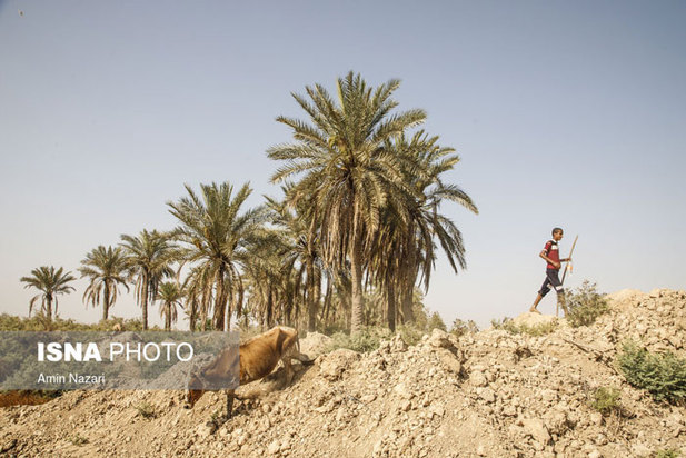 تشنگی نخل‌های شادگان