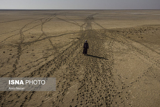 تشنگی نخل‌های شادگان