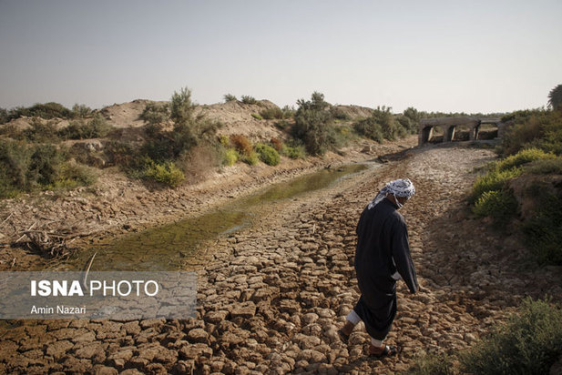 تشنگی نخل‌های شادگان