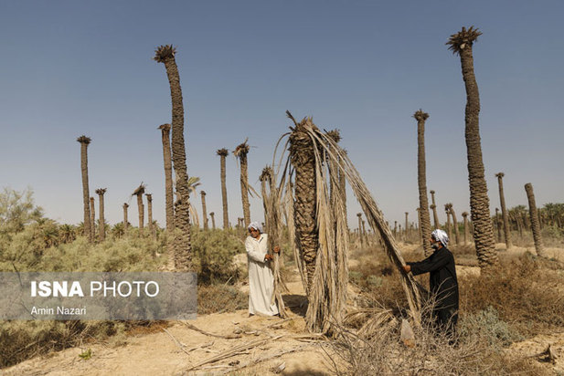 تشنگی نخل‌های شادگان