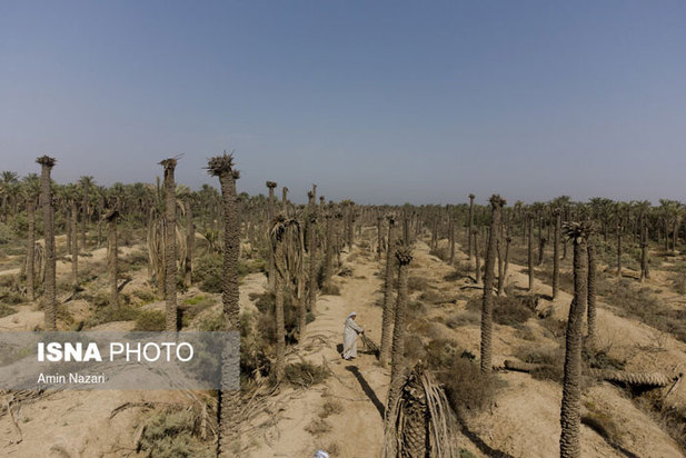 تشنگی نخل‌های شادگان