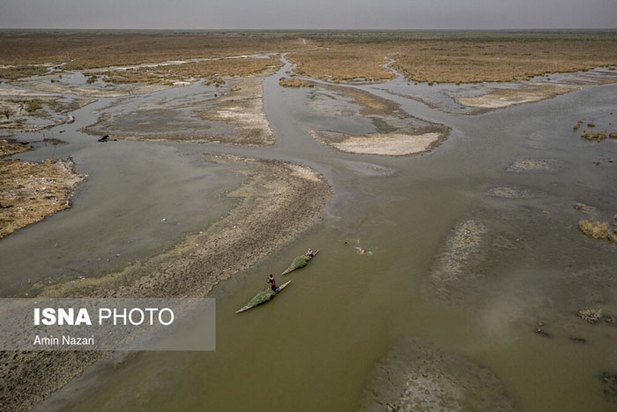 تشنگی نخل‌های شادگان