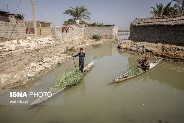 تشنگی نخل‌های شادگان