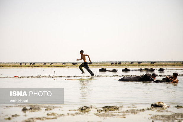 تشنگی نخل‌های شادگان