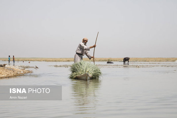 تشنگی نخل‌های شادگان
