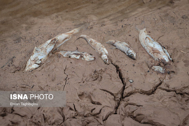 تلف شدن آبزیان رودخانه قزل اوزن