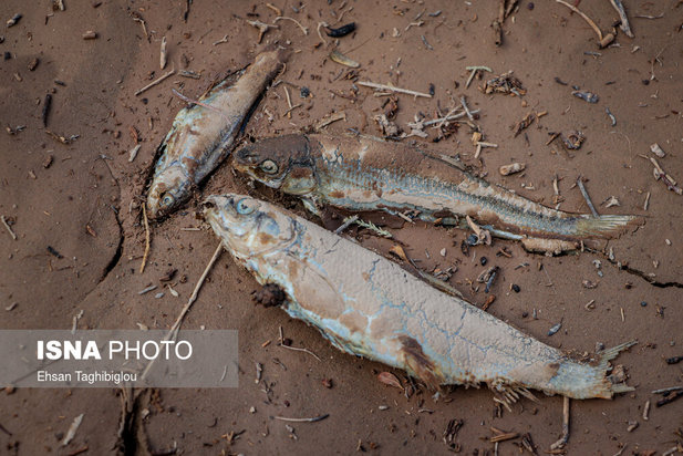 تلف شدن آبزیان رودخانه قزل اوزن