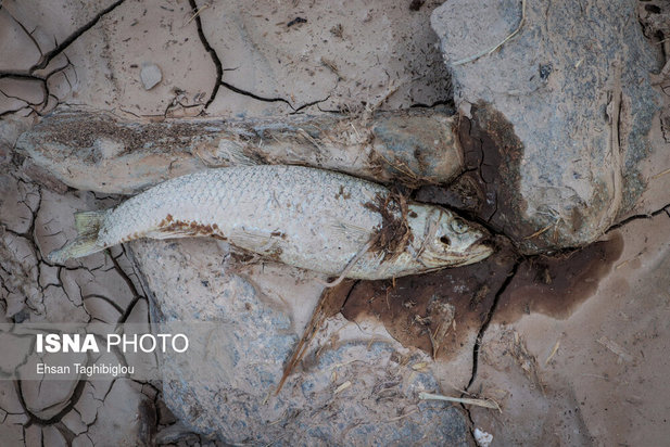 تلف شدن آبزیان رودخانه قزل اوزن