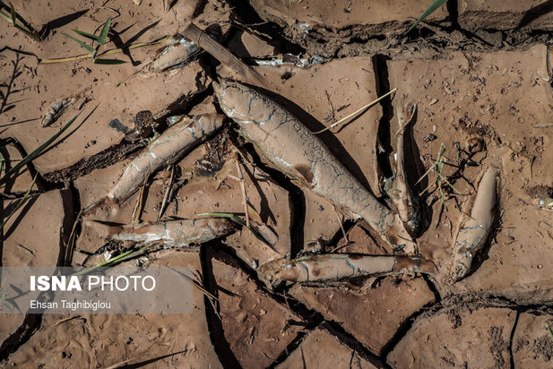 تلف شدن آبزیان رودخانه قزل اوزن