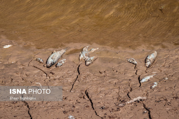 تلف شدن آبزیان رودخانه قزل اوزن