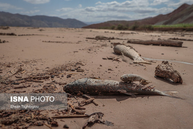 تلف شدن آبزیان رودخانه قزل اوزن