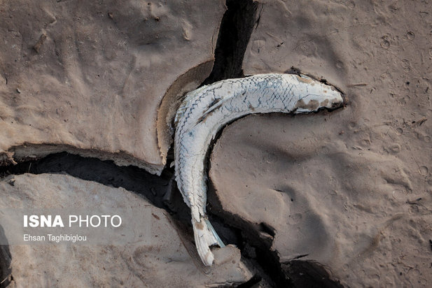 تلف شدن آبزیان رودخانه قزل اوزن