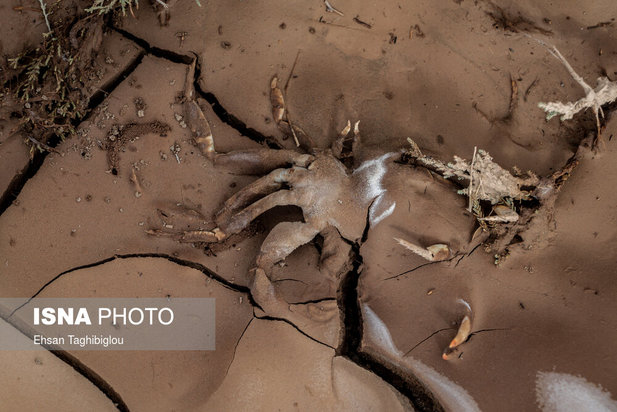 تلف شدن آبزیان رودخانه قزل اوزن