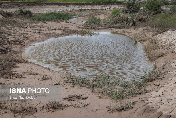 تلف شدن آبزیان رودخانه قزل اوزن