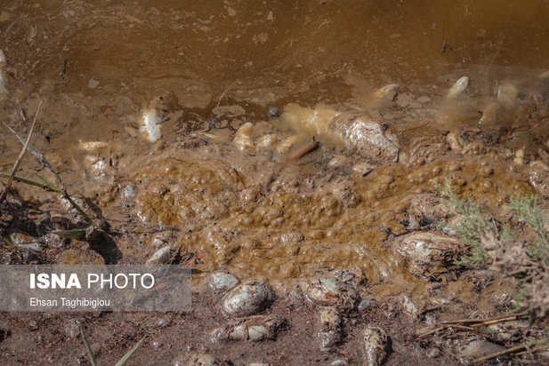 تلف شدن آبزیان رودخانه قزل اوزن