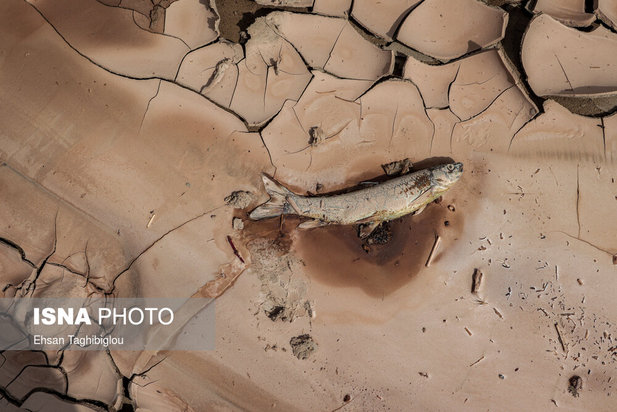 تلف شدن آبزیان رودخانه قزل اوزن