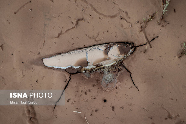 تلف شدن آبزیان رودخانه قزل اوزن