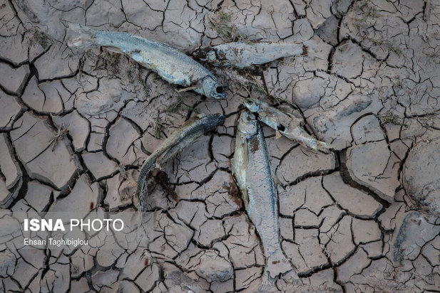 تلف شدن آبزیان رودخانه قزل اوزن