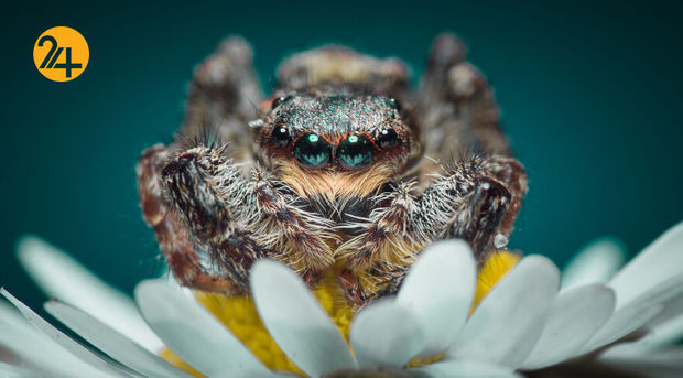 بهترین عکس‌ها با لنز ماکرو