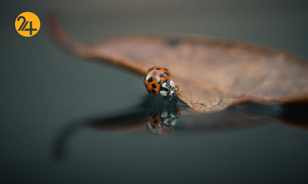 بهترین عکس‌ها با لنز ماکرو