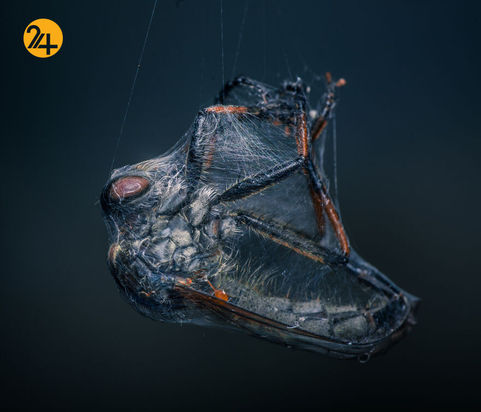 بهترین عکس‌ها با لنز ماکرو