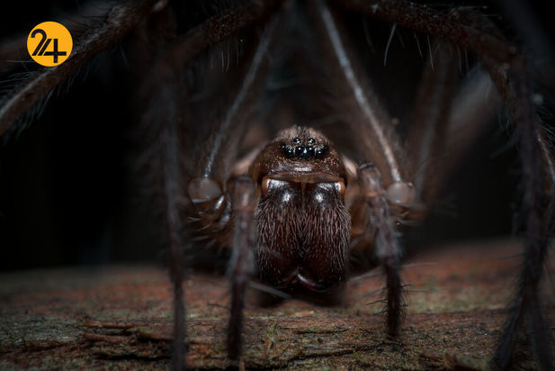 بهترین عکس‌ها با لنز ماکرو