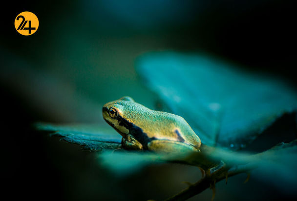 بهترین عکس‌ها با لنز ماکرو