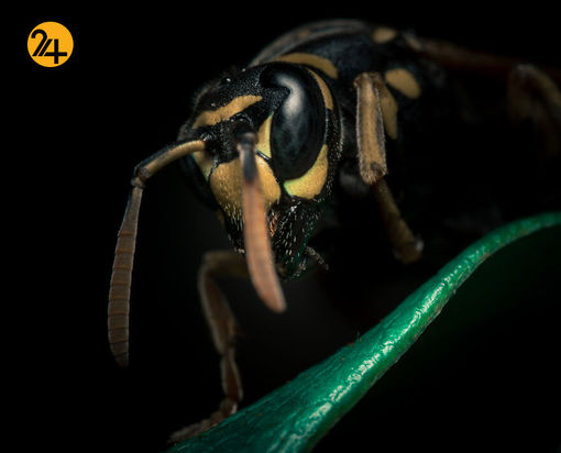 بهترین عکس‌ها با لنز ماکرو