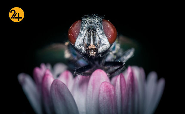 بهترین عکس‌ها با لنز ماکرو