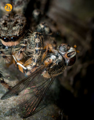 بهترین عکس‌ها با لنز ماکرو