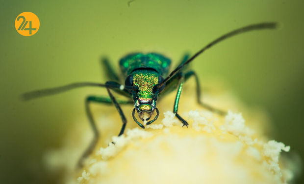 بهترین عکس‌ها با لنز ماکرو