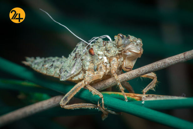 بهترین عکس‌ها با لنز ماکرو