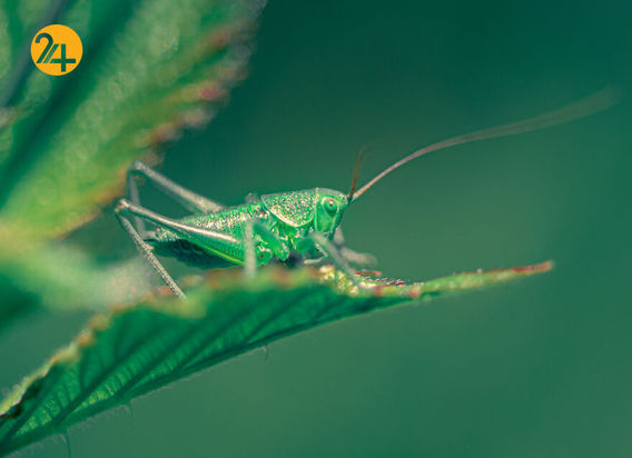 بهترین عکس‌ها با لنز ماکرو