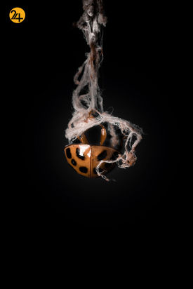 بهترین عکس‌ها با لنز ماکرو